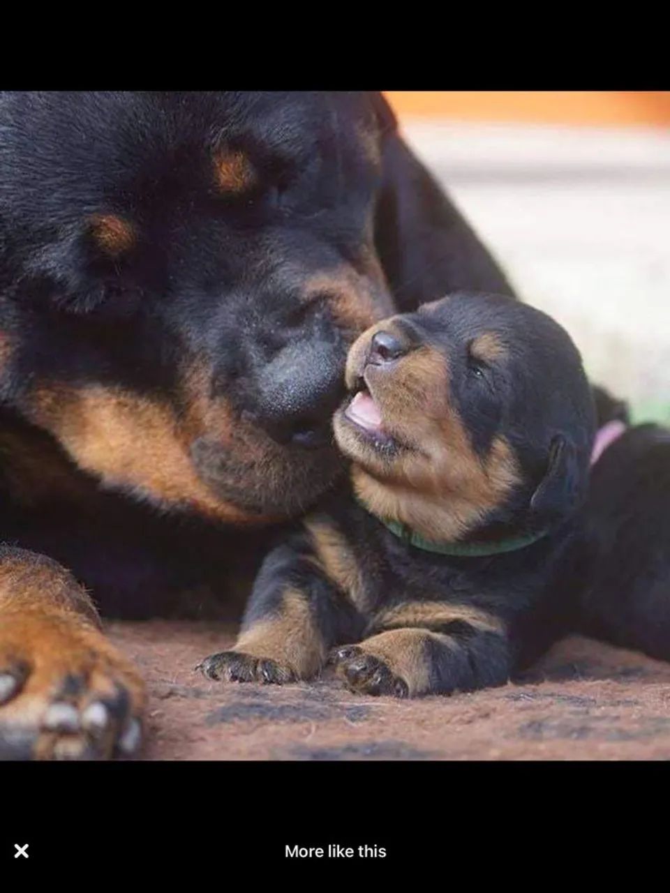 Filhotes De Rottweiler - Um Amigo Pronto Para Alegrar 