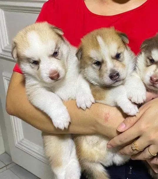Filhotes de husky siberiano 
