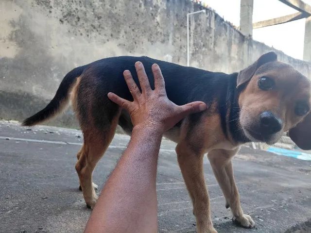 lindo cachorrinho doação - Foto 4