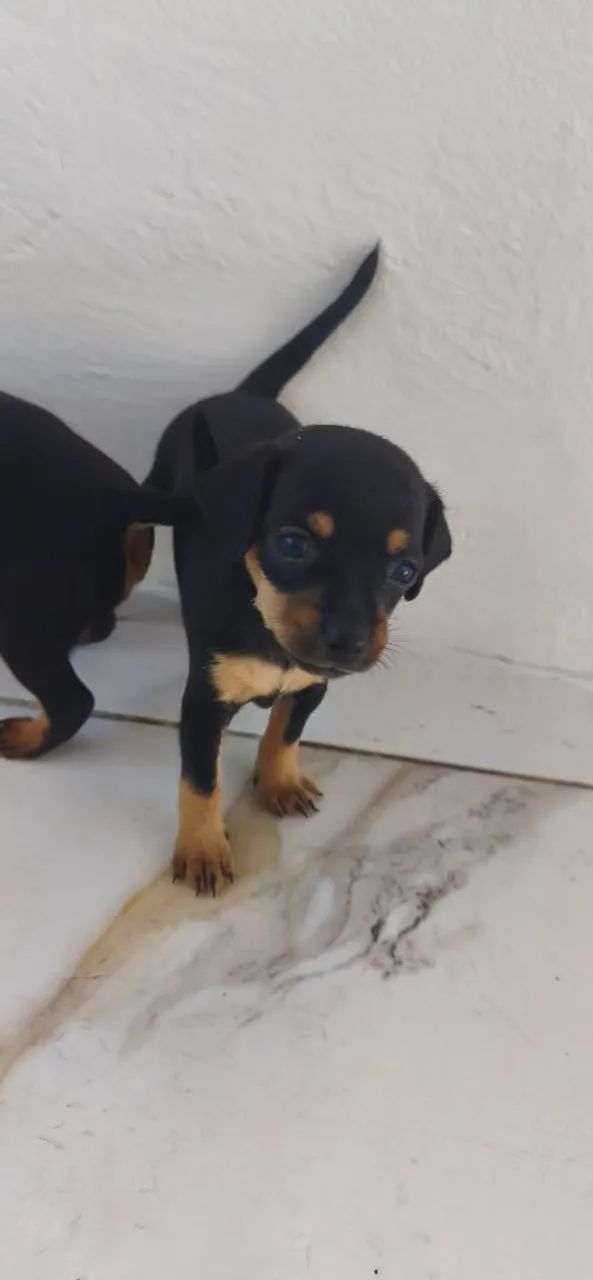 Cachorro pinscher 