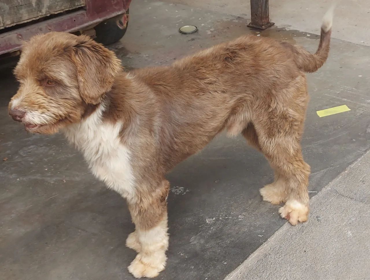 Doação Thor - Foto 4