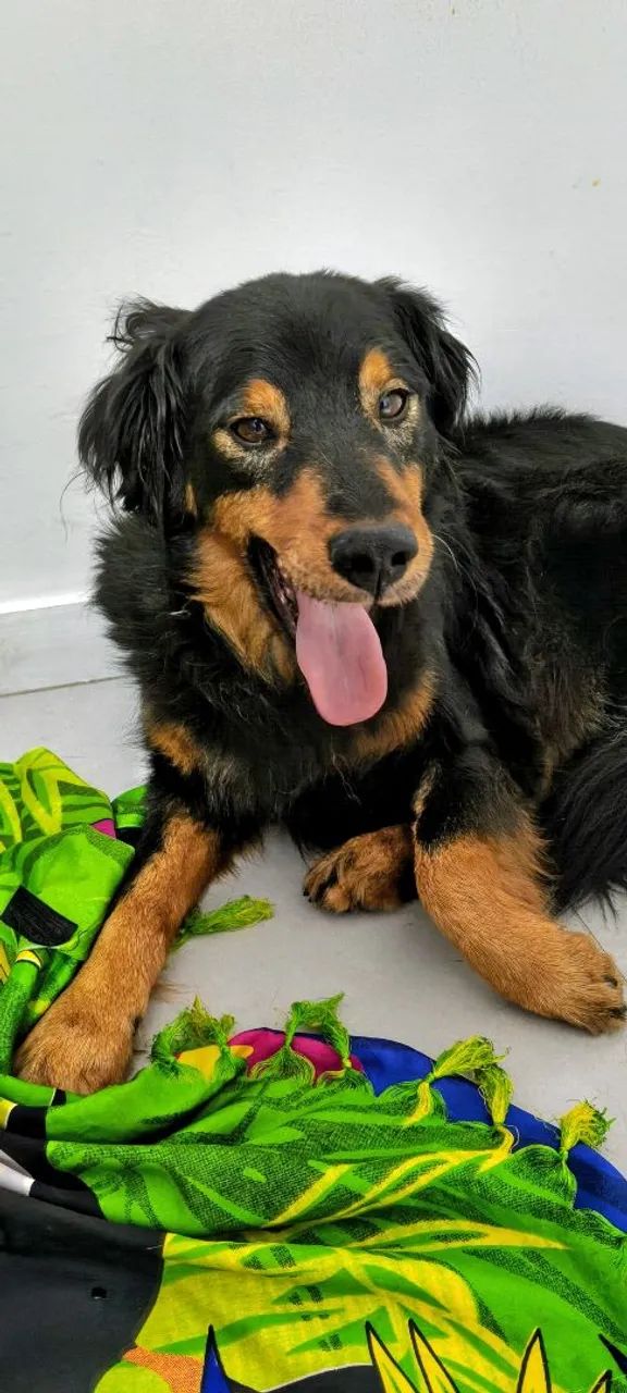 Cão perdido procurando seu dono. - Foto 3