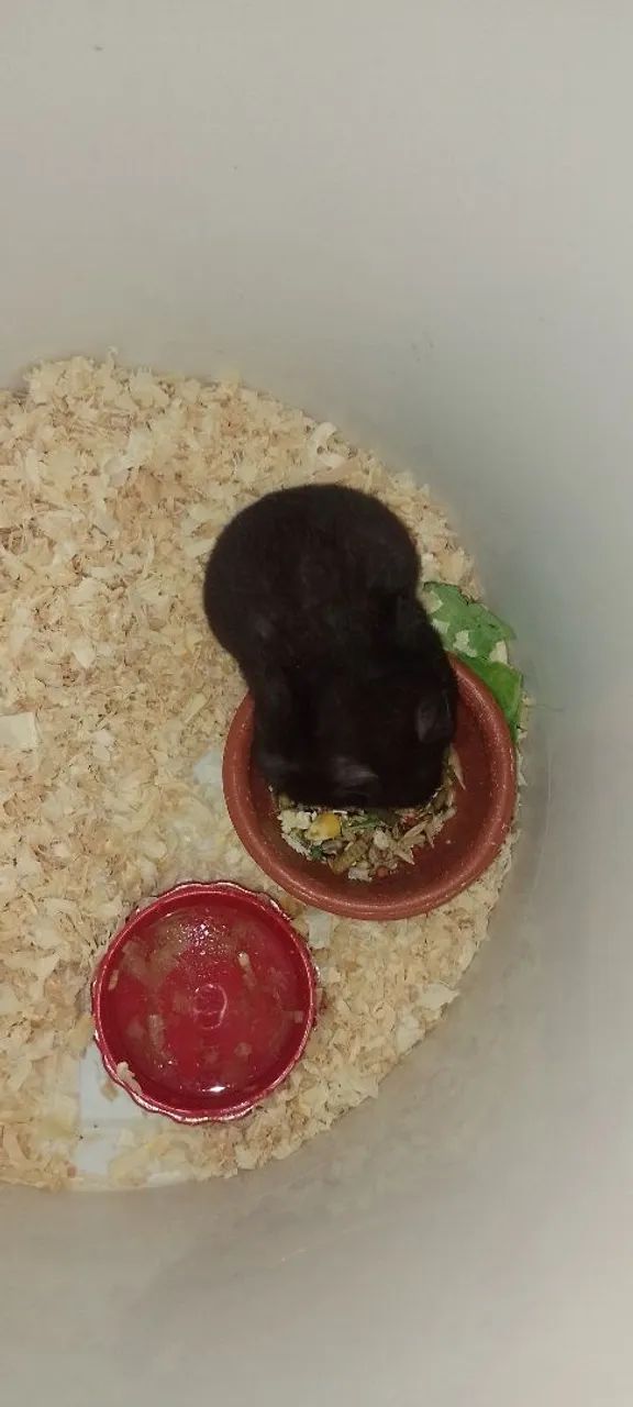 HAMSTERS SÍRIOS LEGÍTIMOS  - Foto 2
