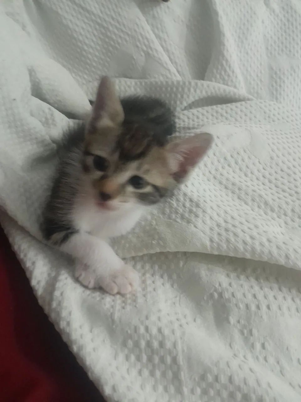 Lindos  gatinhos    são  três machos  duas femeas - Foto 5