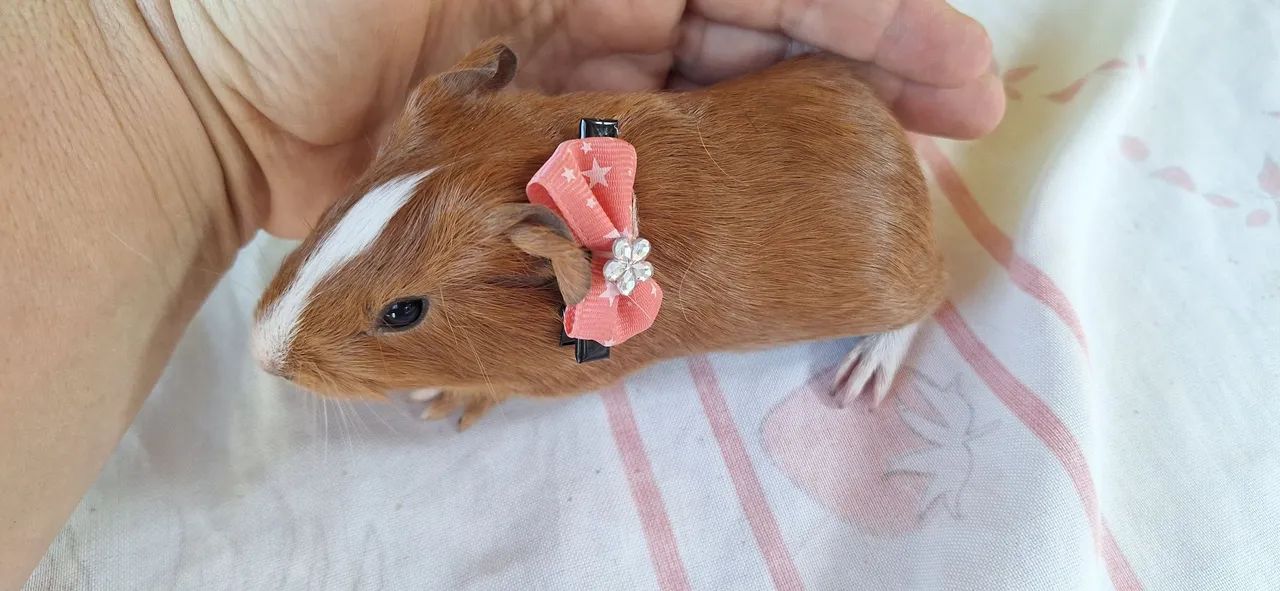 Porquinho da india femia filhote 
