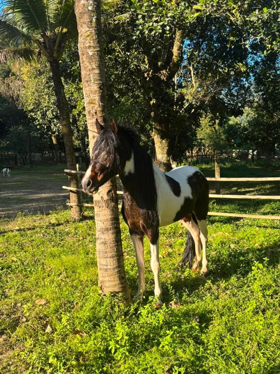 Cavalos  - Foto 6