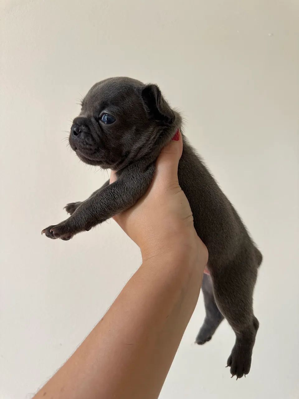 Buldogue Francês  - Foto 3