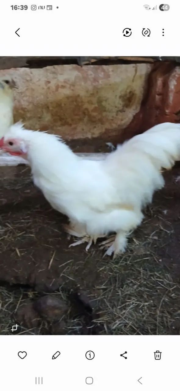Frango Sedosa