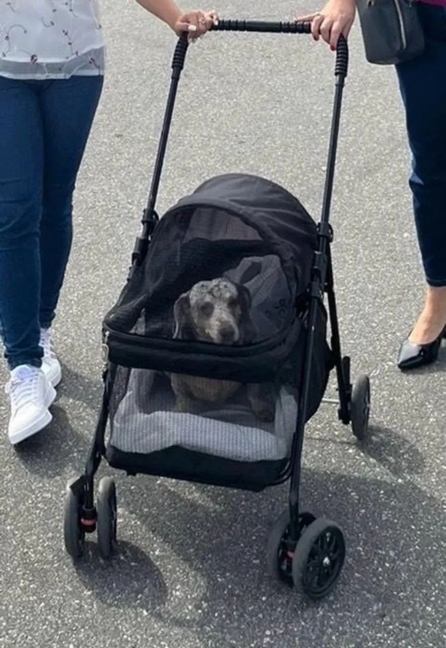 Carro para pet