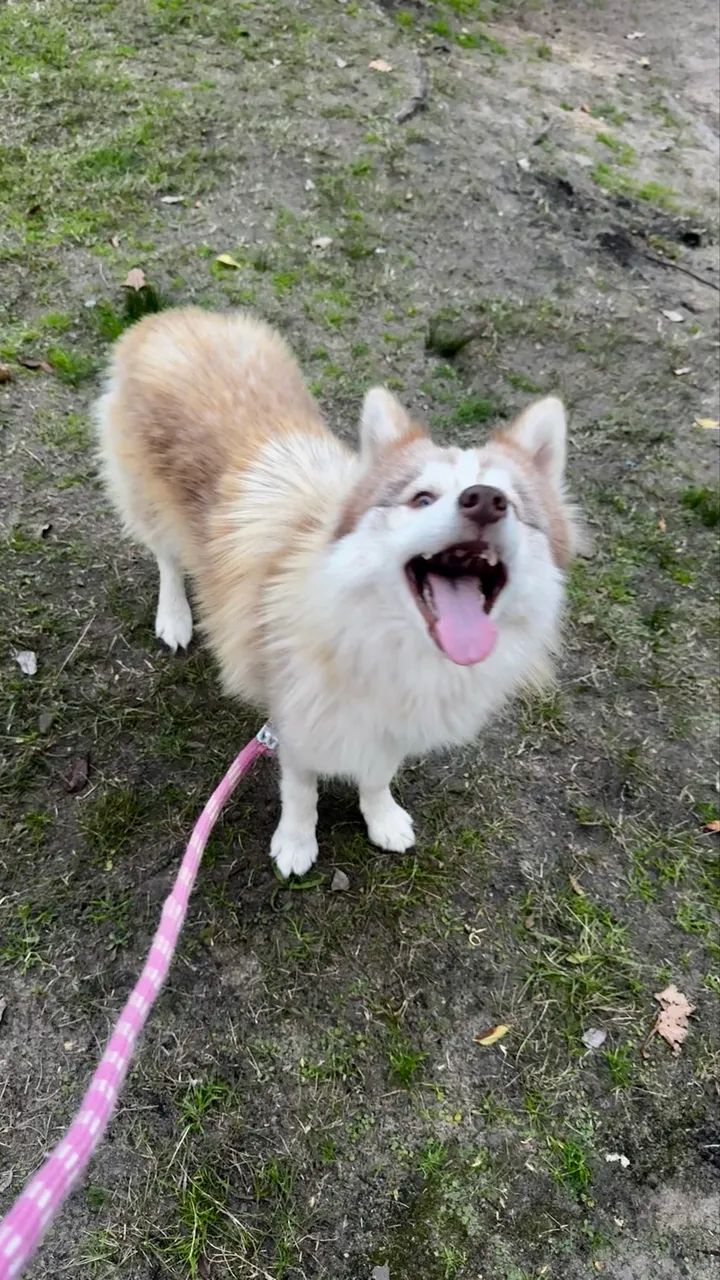 Husky Castrada  - Foto 2