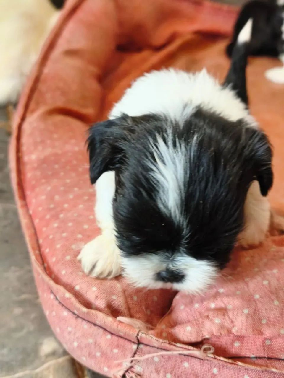 Shihtzu  femea - Foto 2