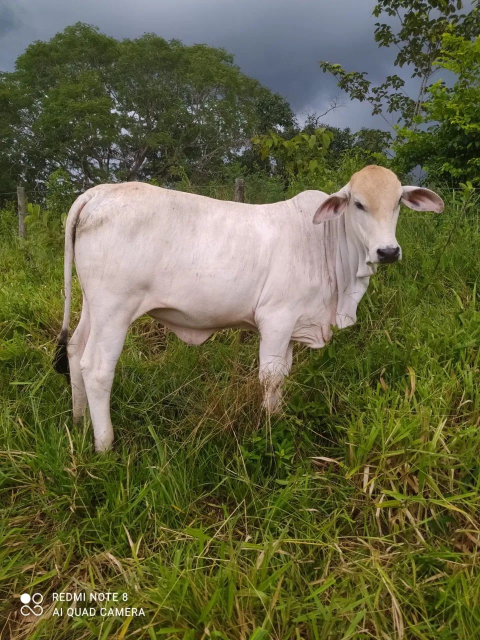 Vende-se Bezerra Tabapuâ - Foto 3