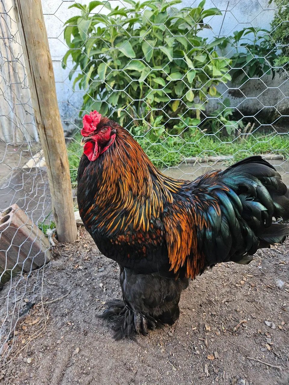 Brahma - Foto 2