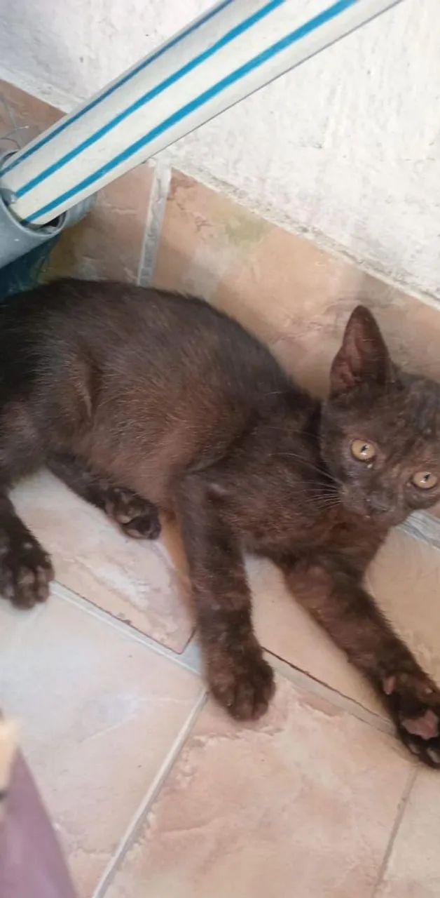 Gatinho Macho  - Foto 2