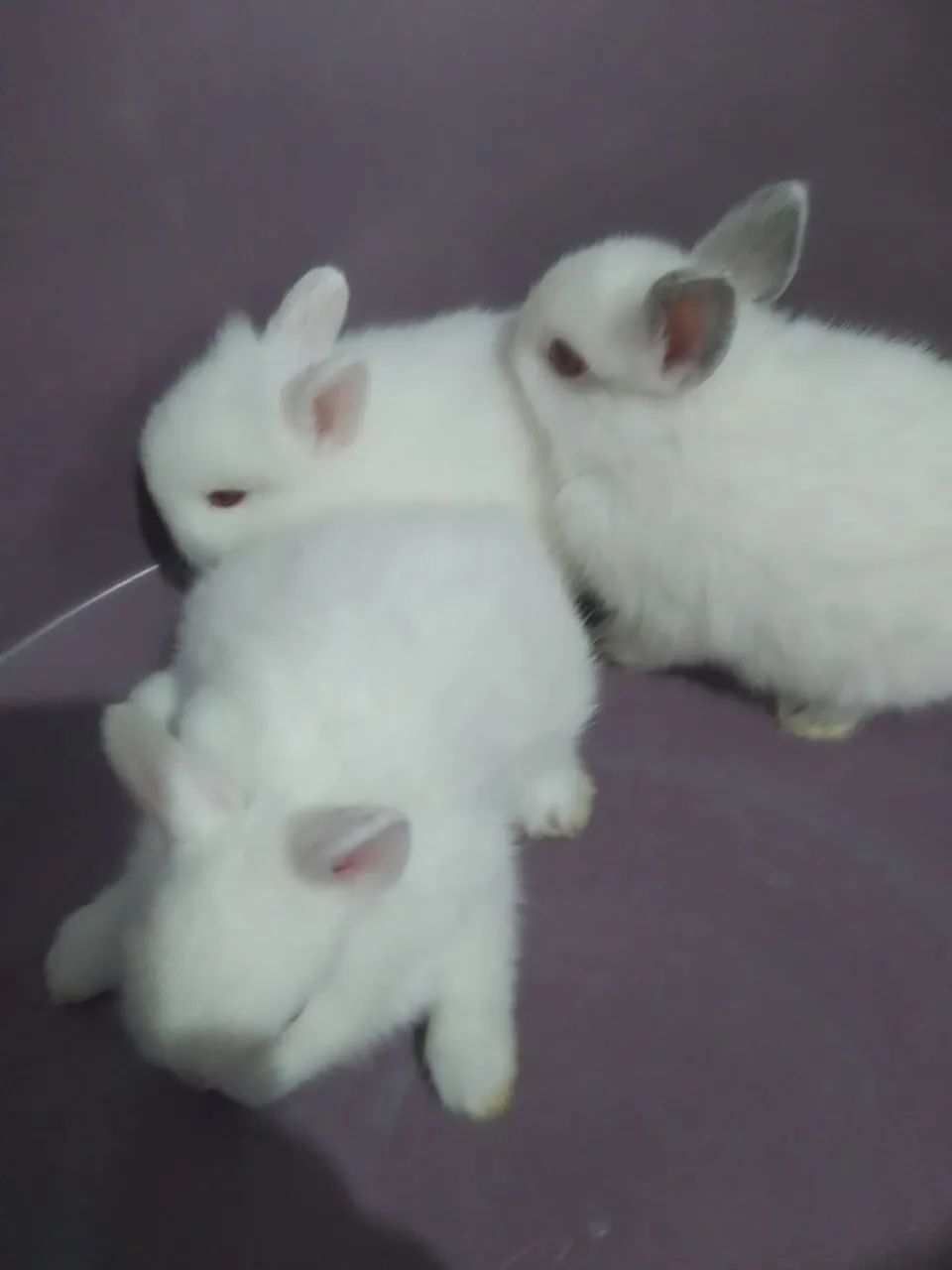 Coelhos anão  - Foto 5