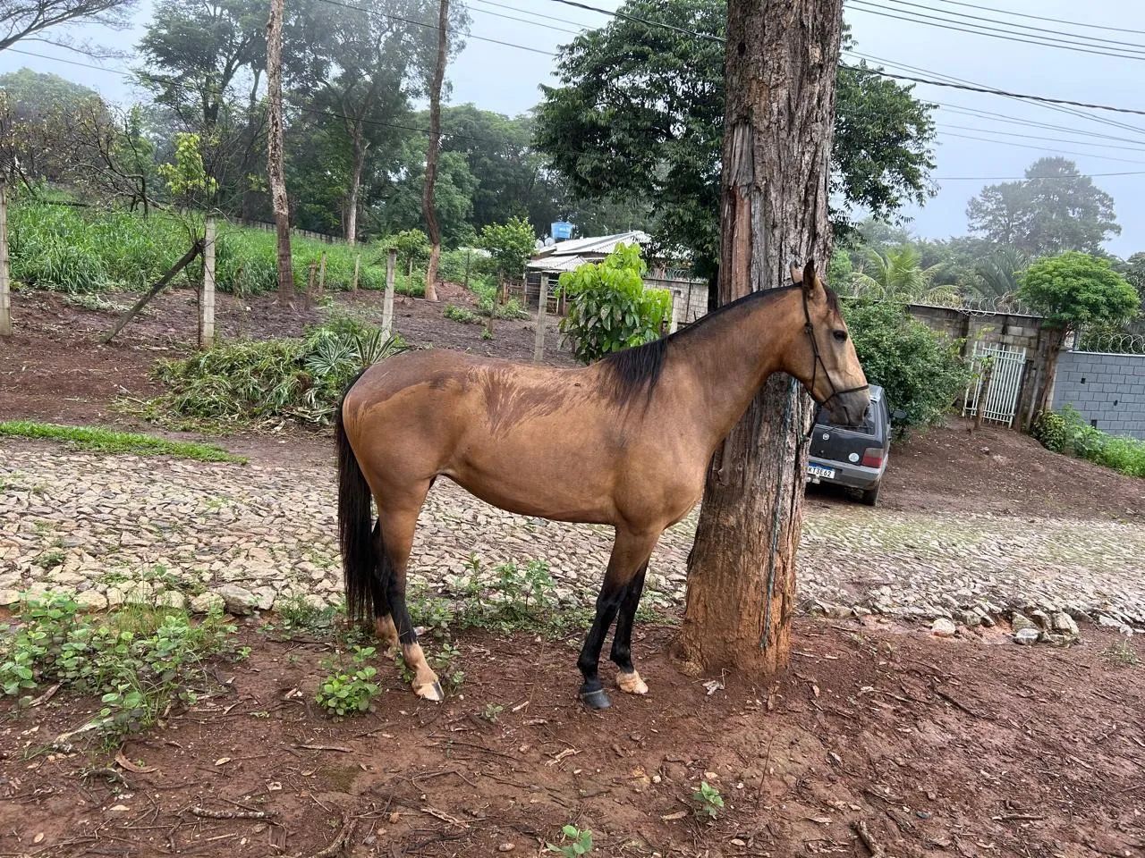 Egua  - Foto 4