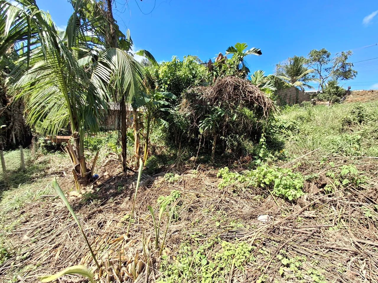 Terreno 30x15 em Tiuma - Foto 3