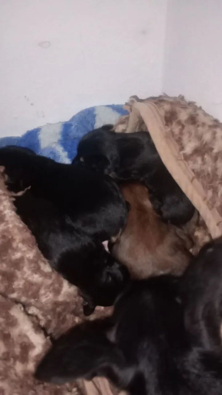Cachorro pinther  - Foto 5