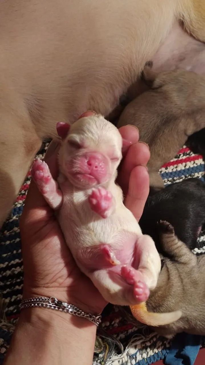 Bebês de Pug pra reserva  - Foto 5