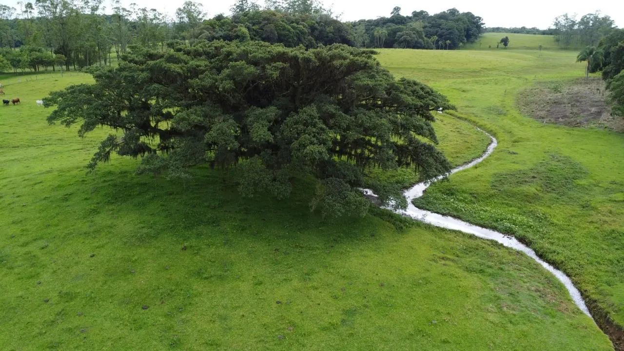 Sítio para venda  - Foto 4