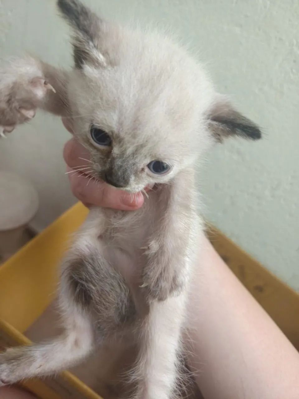 Gatinhos filhotes (não sei identificar sexo) - Foto 4