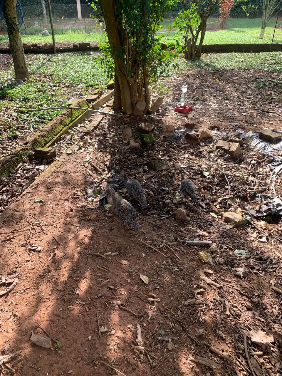 Galinha Angola franguinho