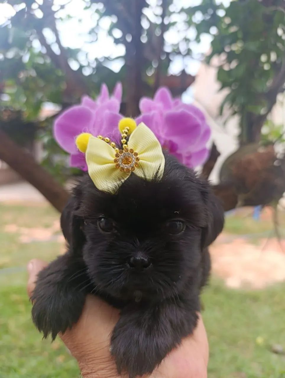 Shih Tzu  - Foto 3