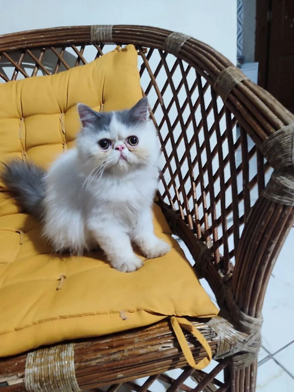 Gato persa 