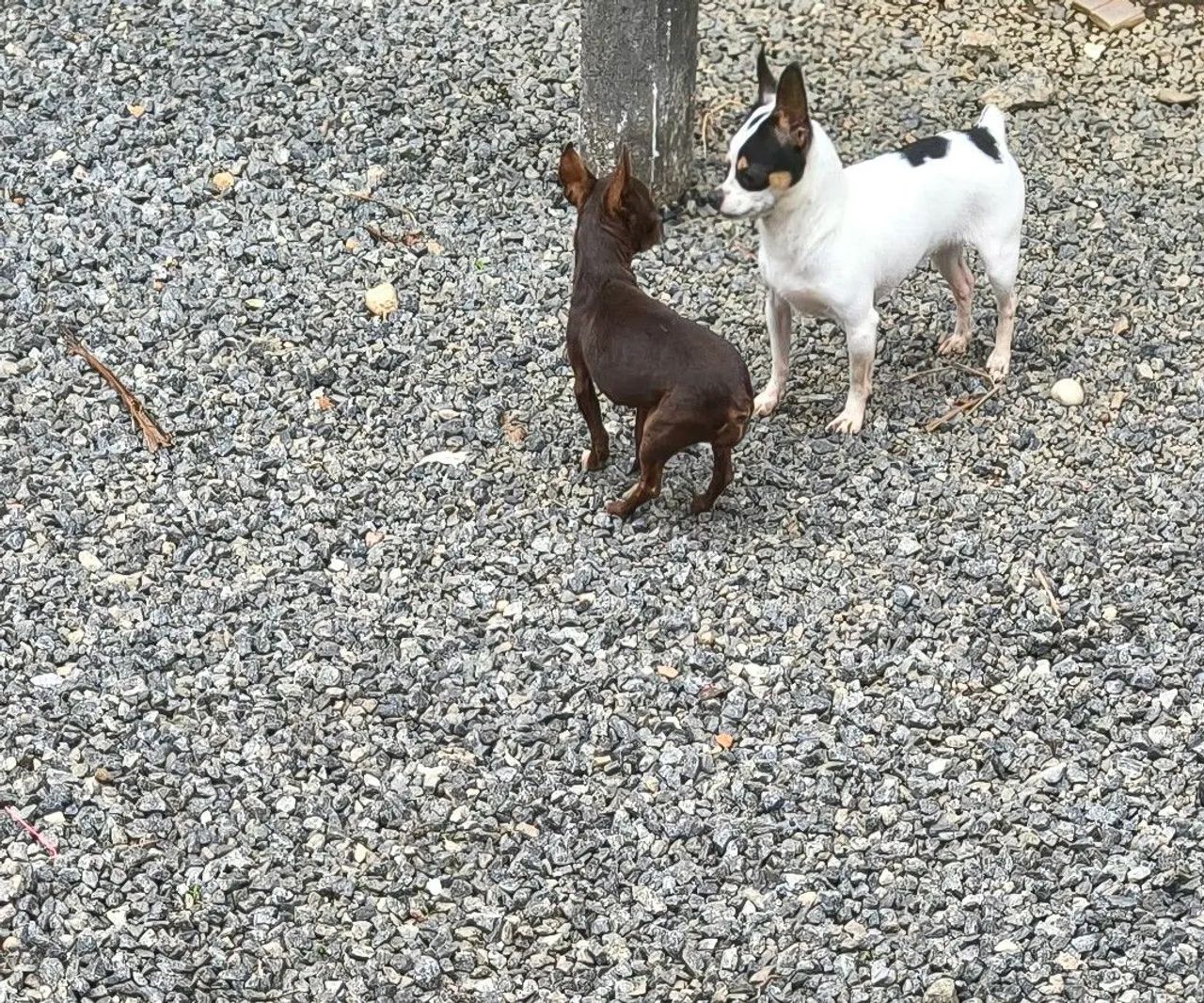 Pinscher  - Foto 2