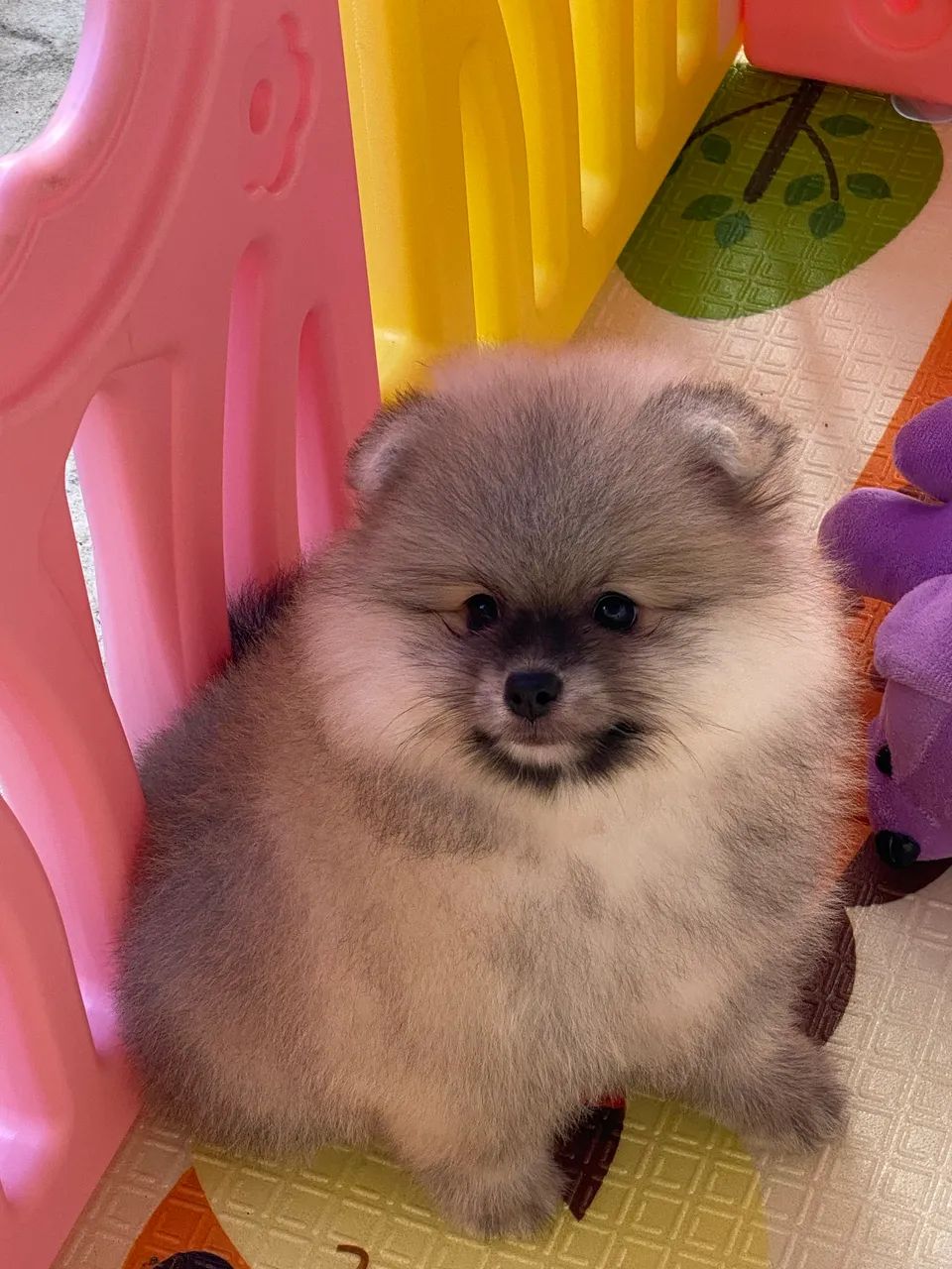 Spitz alemão com pedigree  - Foto 5