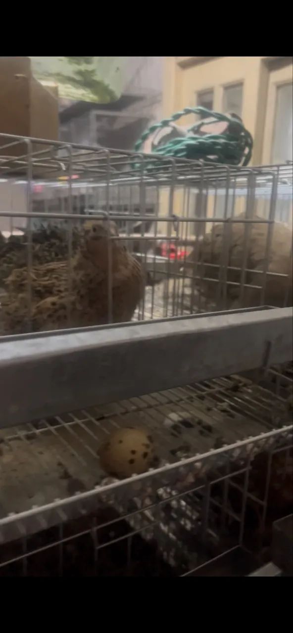 Ovos de codorna gigante - Foto 5