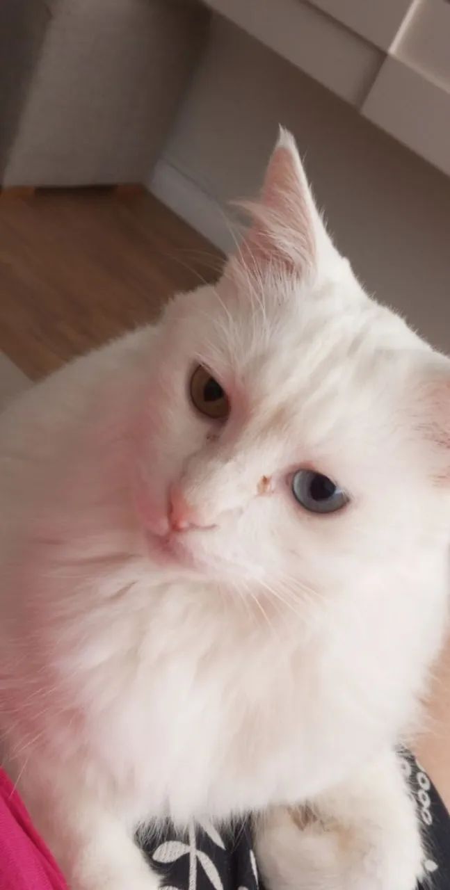 Gatinho para doação  - Foto 5