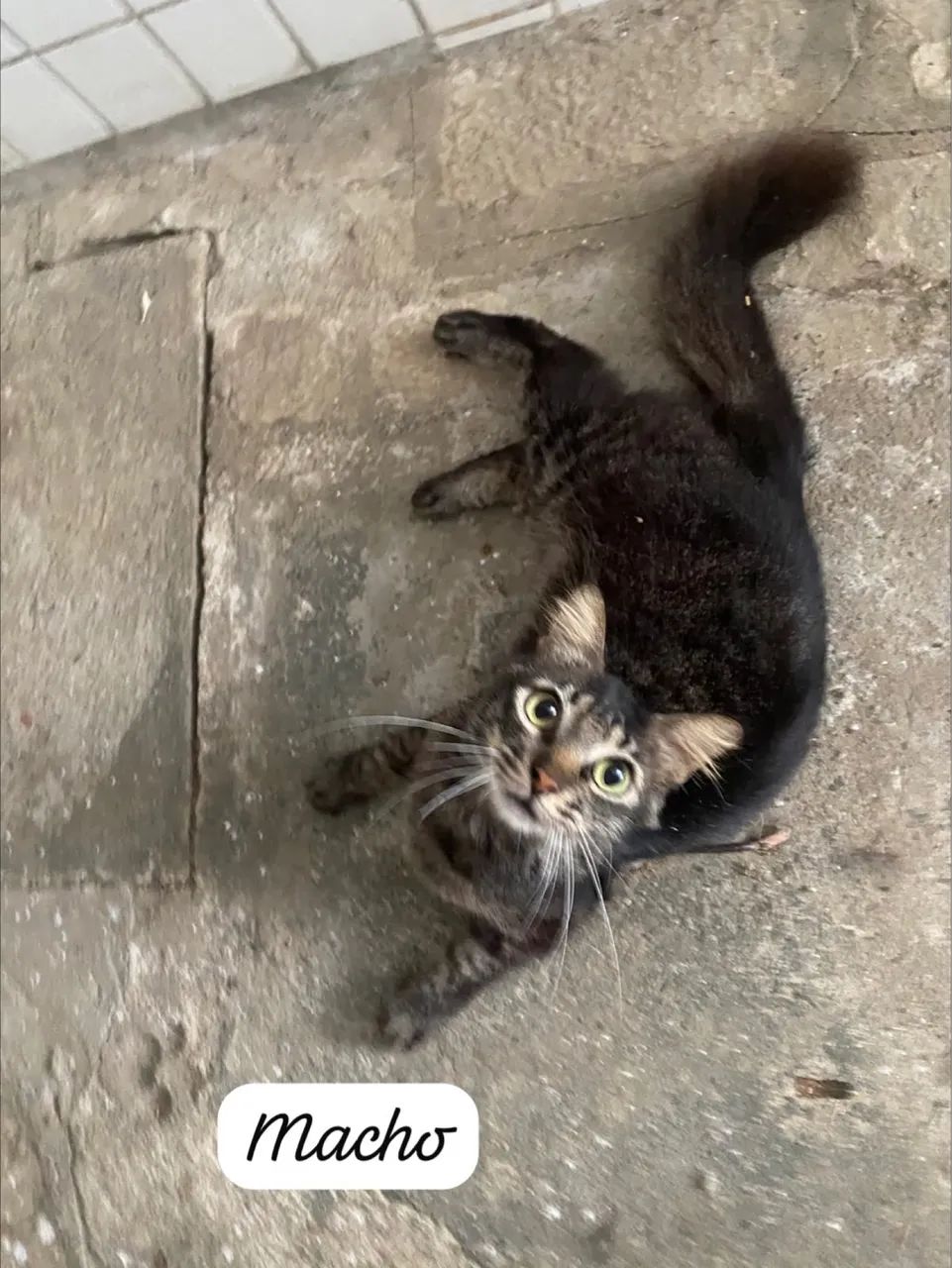 Animais 