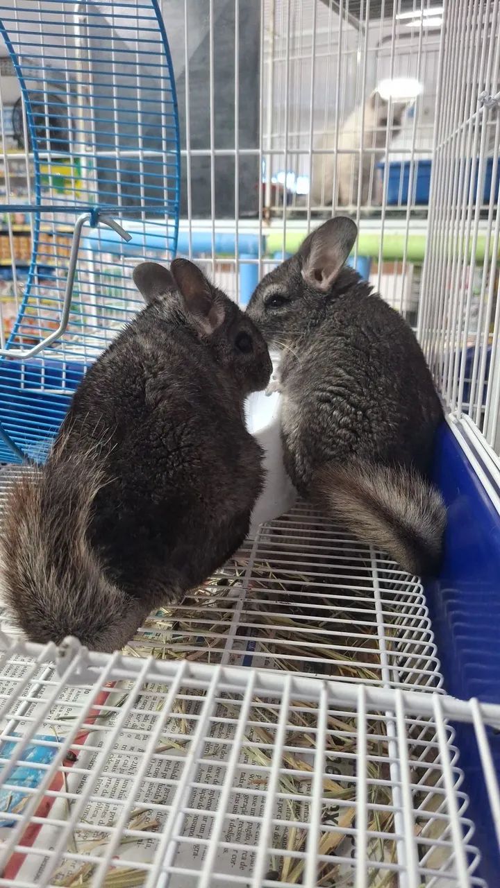 Chinchila  - Foto 3
