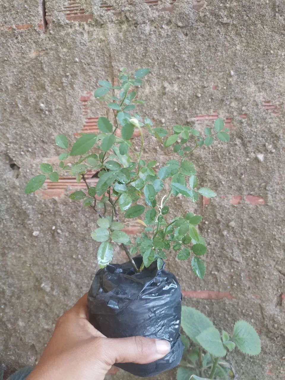 Mine rosa branca 