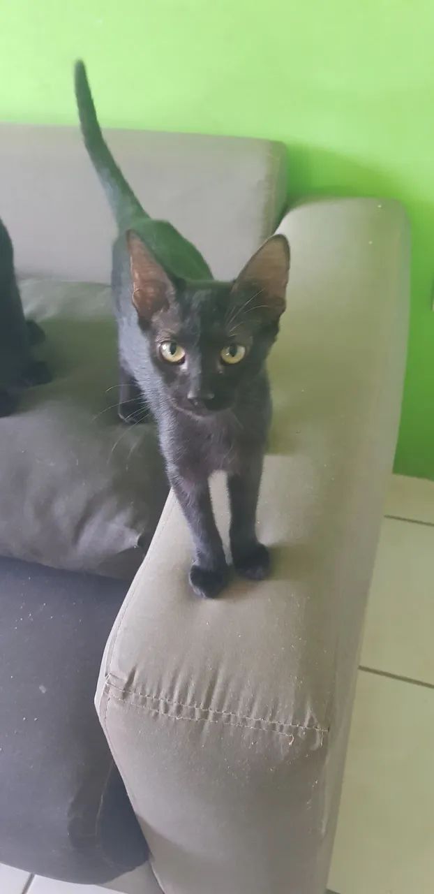 Gatos para adoção responsável ?