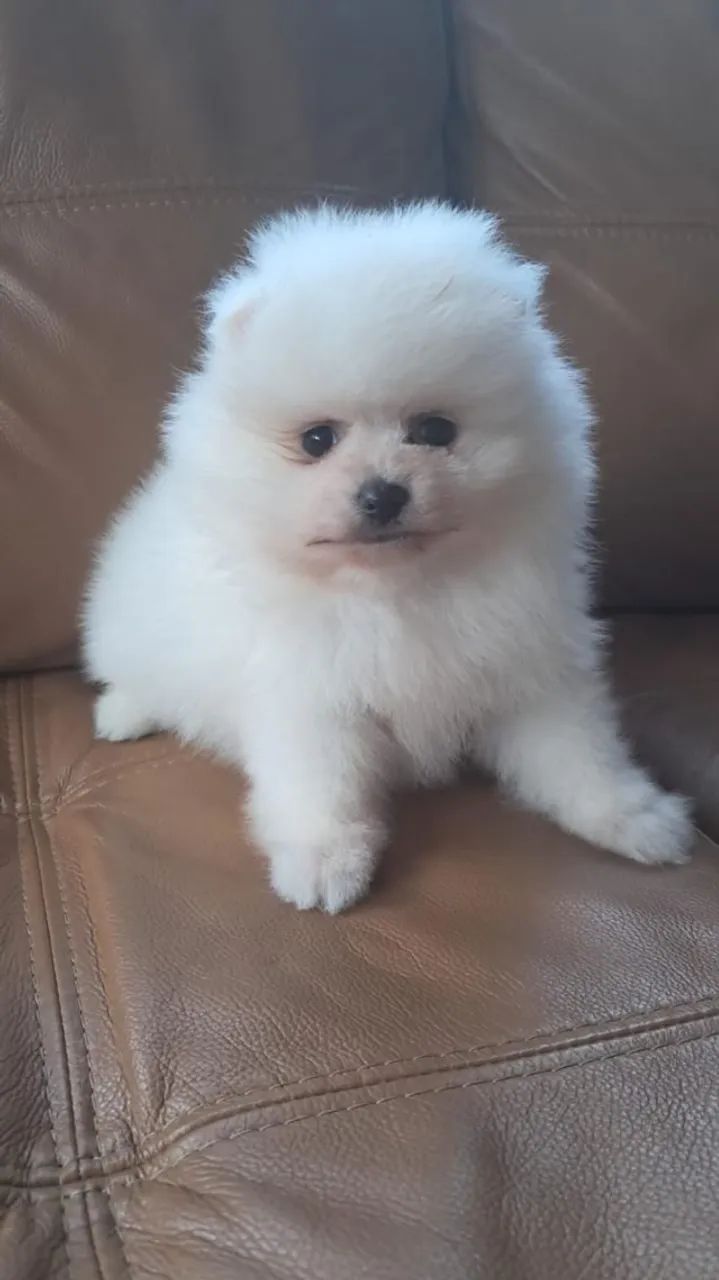 Lulu