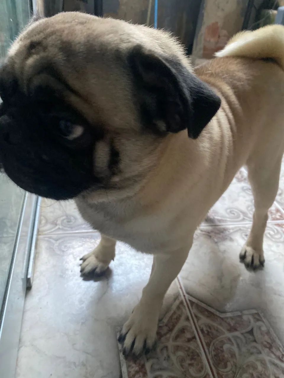 Cachorro pug - Foto 2