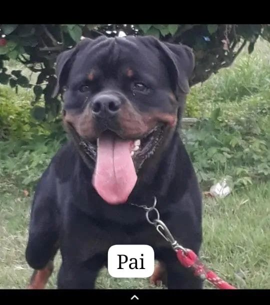 Filhotes disponíveis Rotweiller  - Foto 3