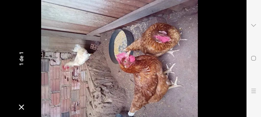 2 galinha e 1 galo