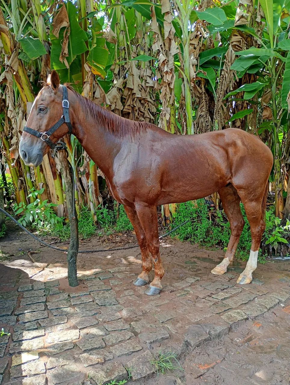 Cavalo de esteira PO - Foto 3