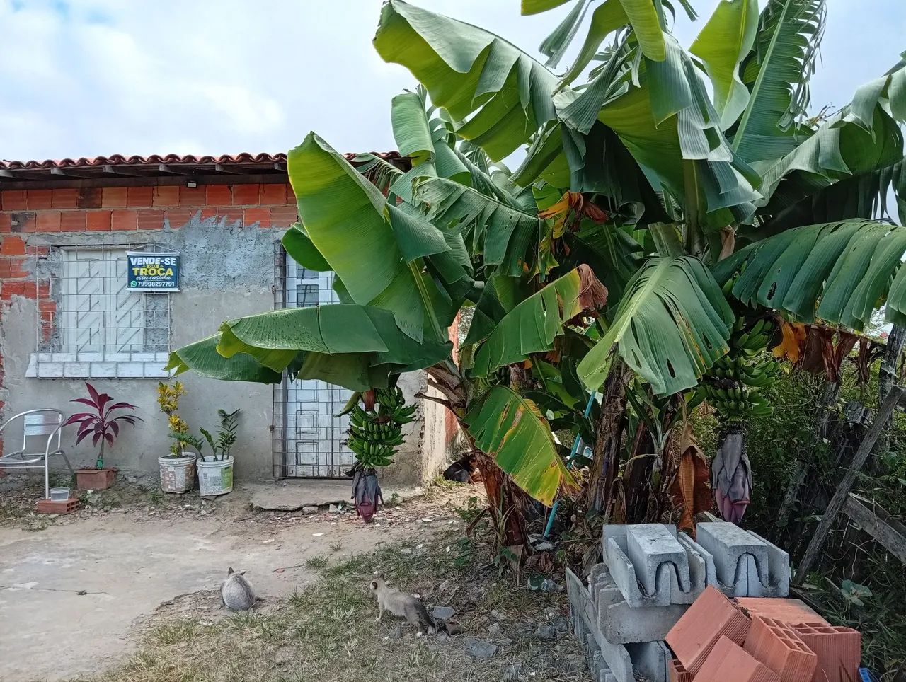 Vende essa casinha 