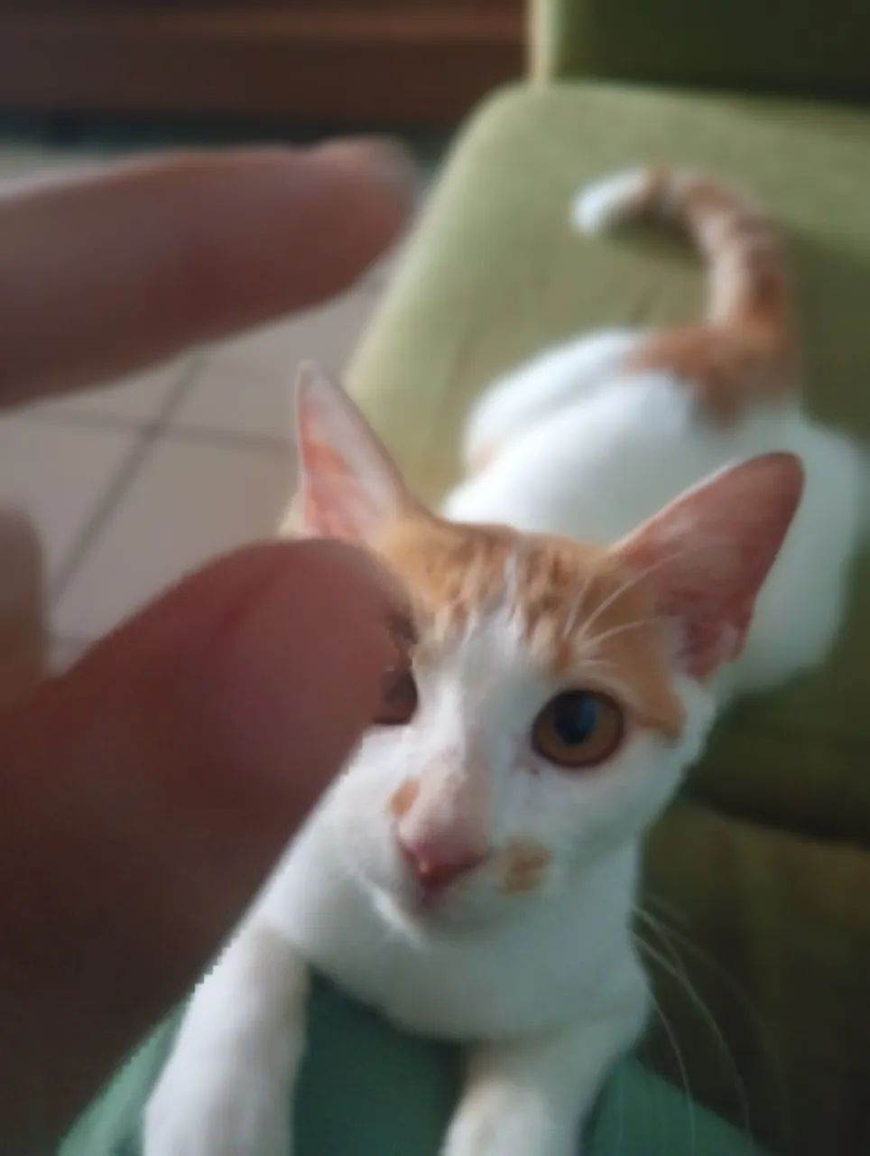 Gatinho macho pra adoção responsável  - Foto 2