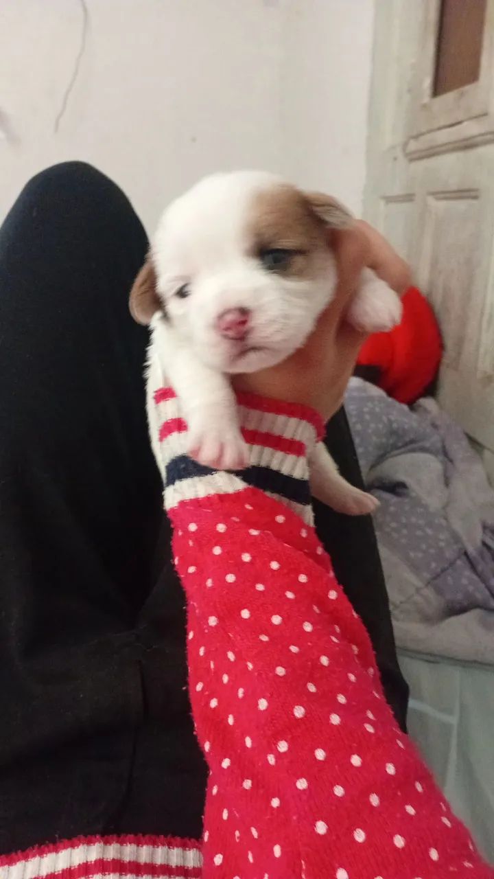 Cachorro - Foto 5