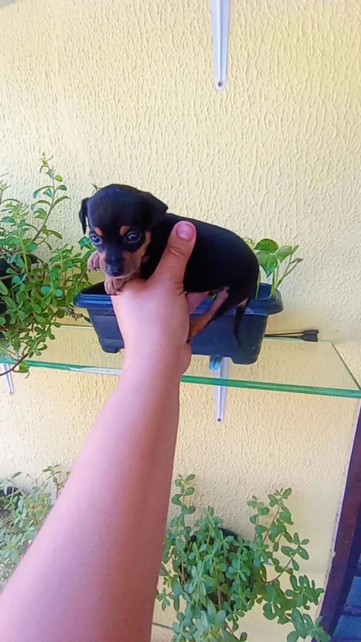Pinscher zero macho e fêmea  - Foto 4