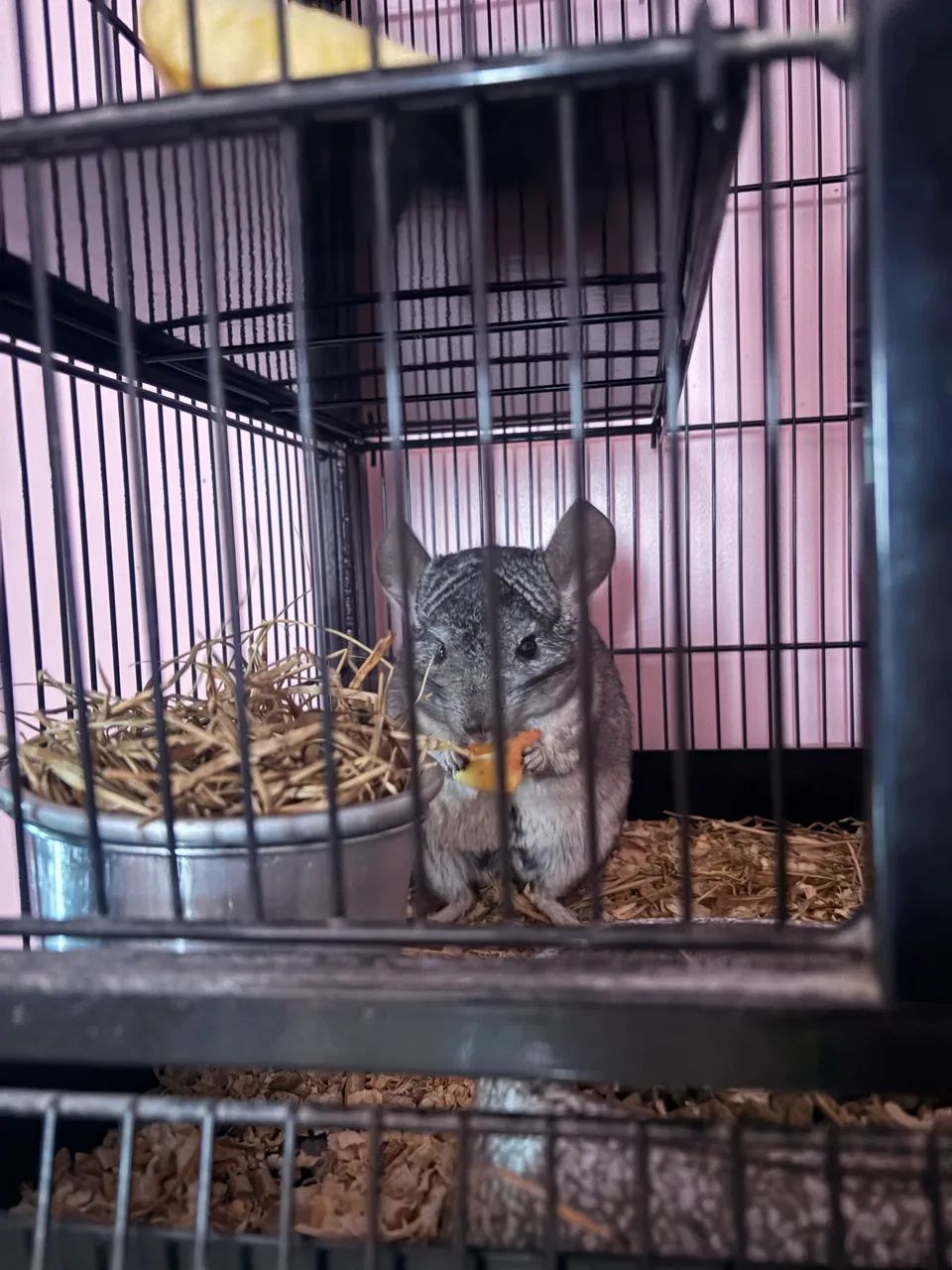 Chinchila - Foto 2