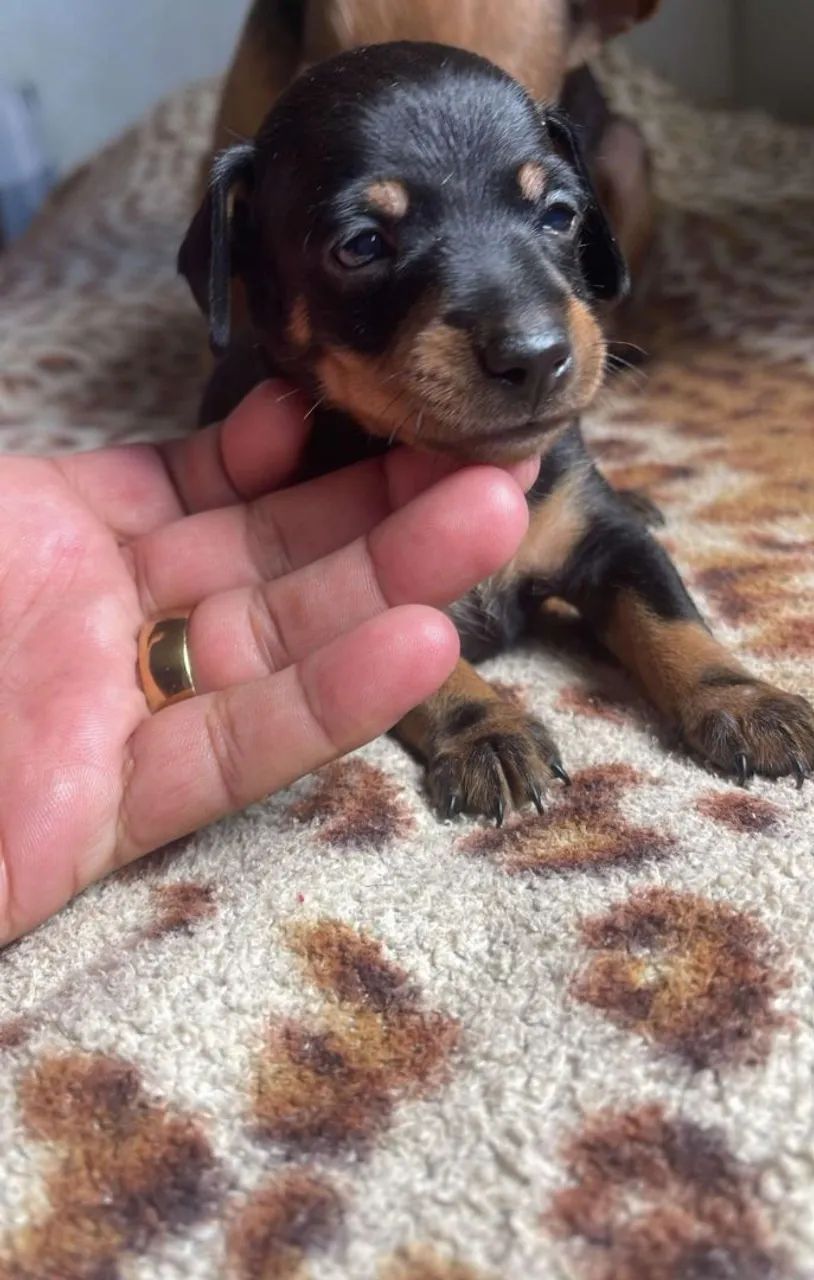 Cachorro pinsher n°1