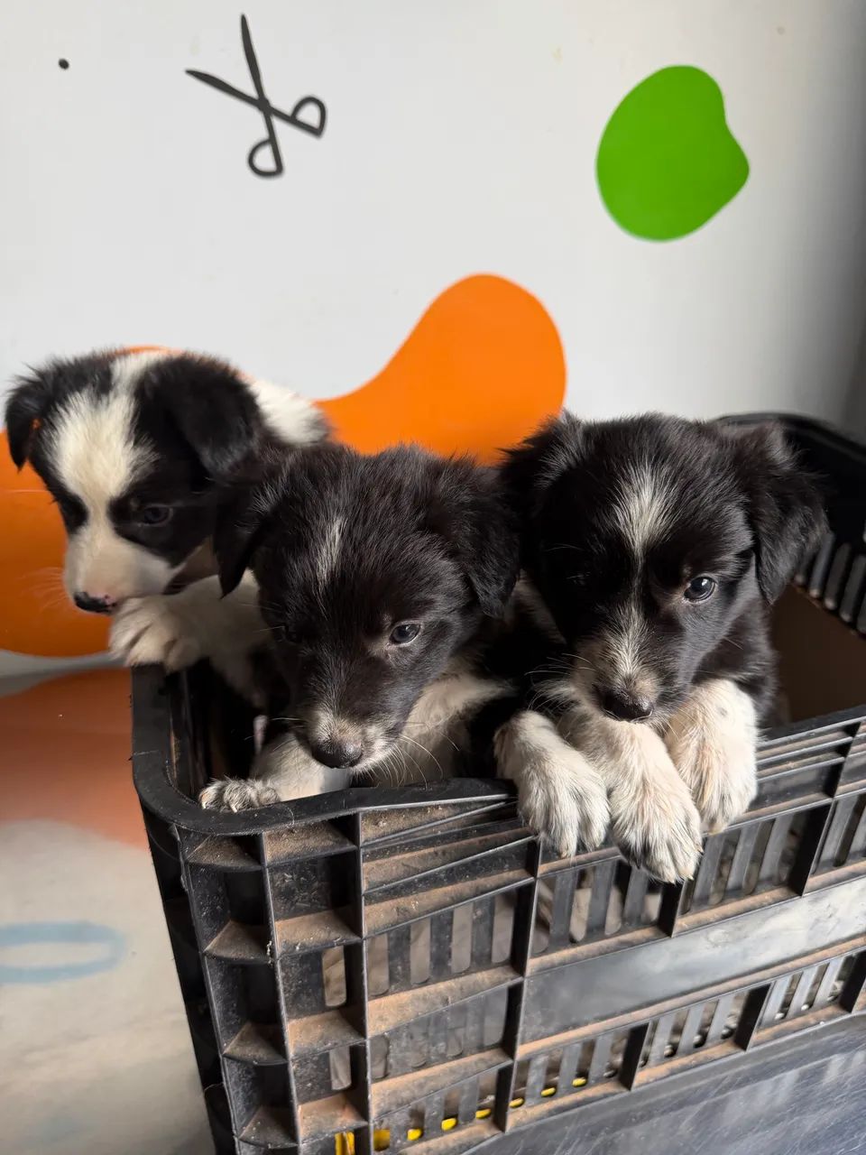 Cachorro Border Collie 