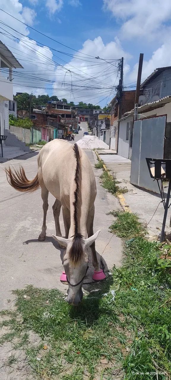 Linda égua para vender vou trocar de algo do meu interesse - Foto 2