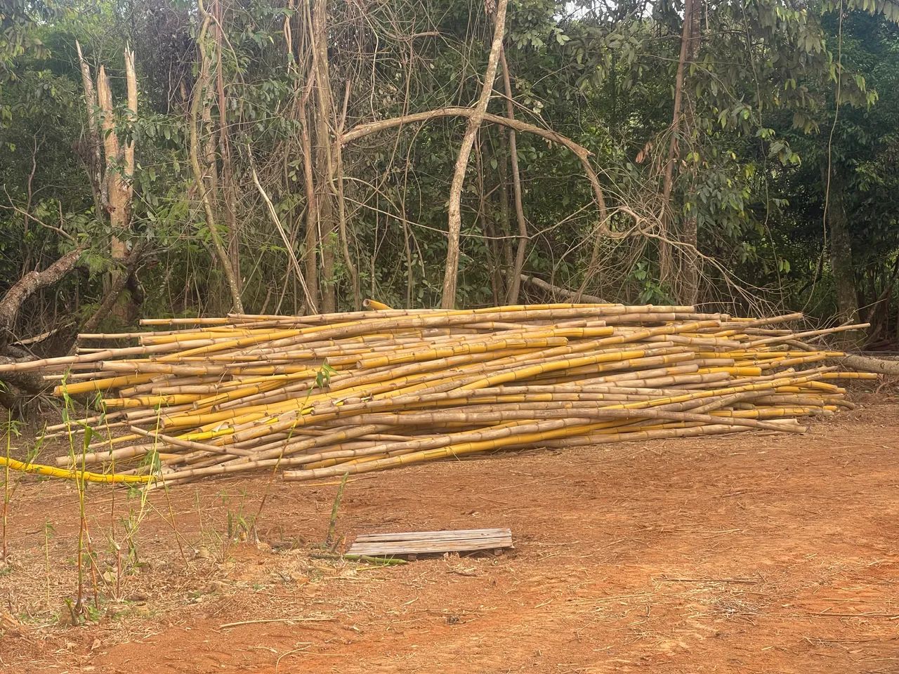 BAMBU GIGANTE mil varas  doação  - Foto 2